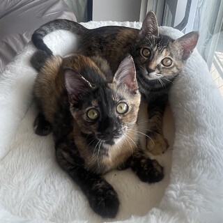 【1/11三田】初心者◎保護後すぐ甘えるように