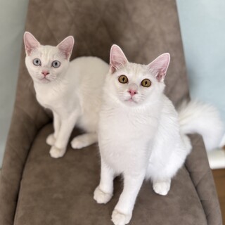 【】白くてふわふわ元気な美猫兄妹