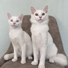 【】白くてふわふわ元気な美猫兄妹 サムネイル2