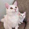 【】白くてふわふわ元気な美猫兄妹 サムネイル3