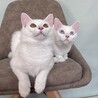 【】白くてふわふわ元気な美猫兄妹 サムネイル4