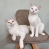 【】白くてふわふわ元気な美猫兄妹 サムネイル5