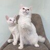 【】白くてふわふわ元気な美猫兄妹 サムネイル7
