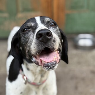 イングリッシュポインターの女の子【スイカ】