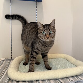 落ち着いたかっこいい「きぬ太」くん