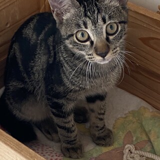 アメショー風キジトラ★北（ほく）クン★3～4ヶ月