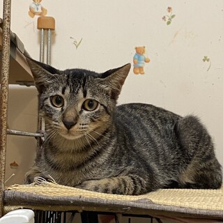 キジトラ子猫★西（せい）クン★４兄妹のお兄ちゃん