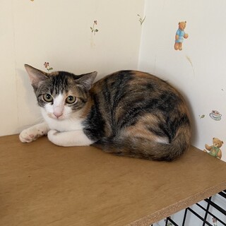 三毛の子猫★南（みなみ）ちゃん♀お顔立ちがかわいい