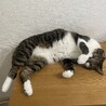 こむぎ569