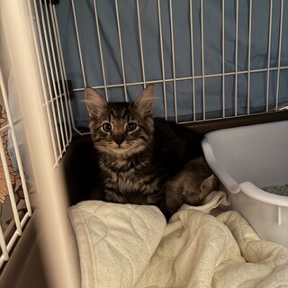 元気なキジトラ女の子です