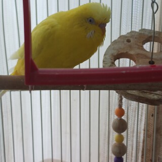 セキセイインコの里親さんを募集しています