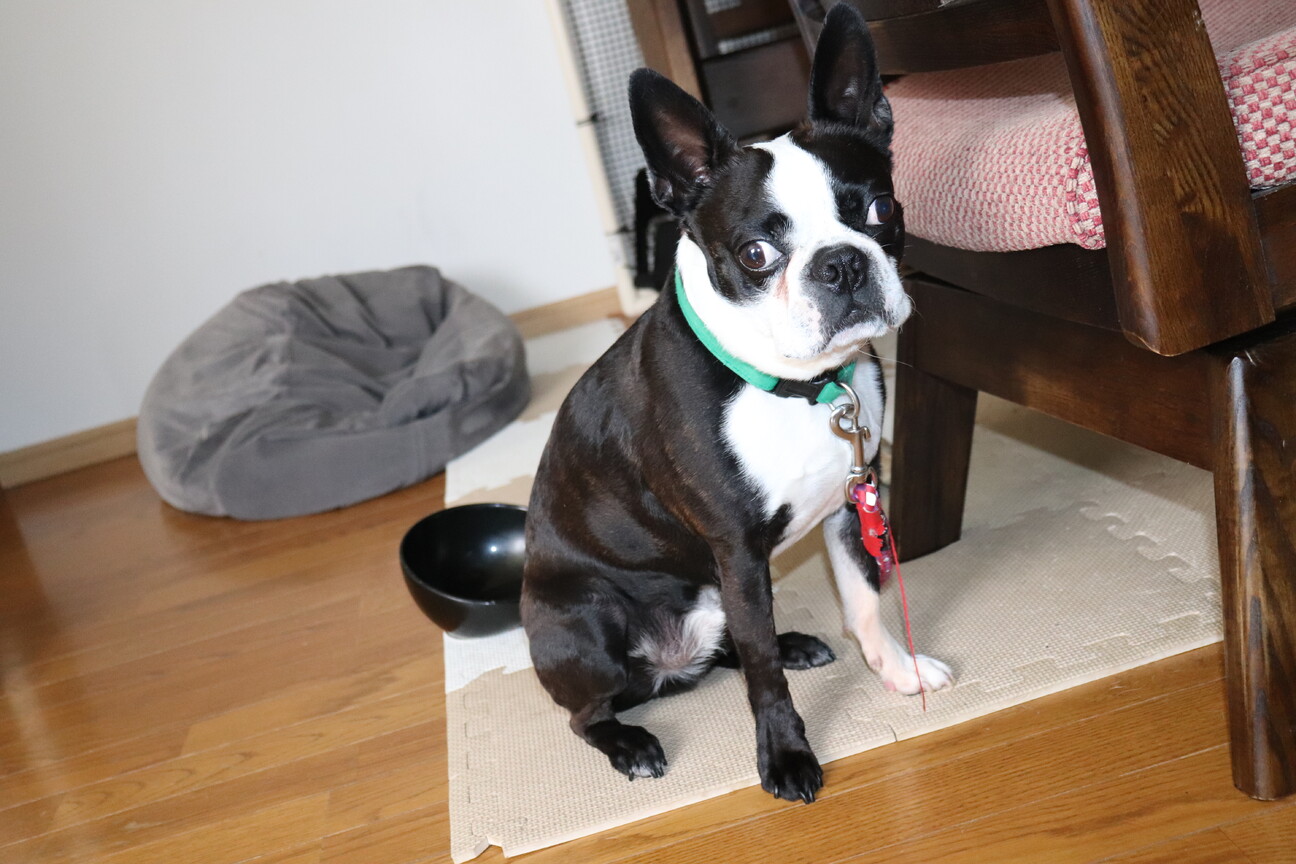 ボストンテリア ボストン・テリア|ペットショップ ホームセンターコーナンPetPlaza