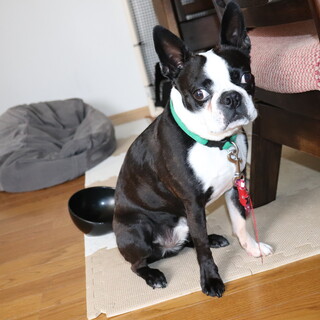 ボストンテリア　オス　7歳