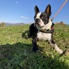 ボストンテリア　オス　7歳 サムネイル2