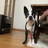 ボストンテリア　オス　7歳 サムネイル3