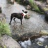 ボストンテリア　オス　7歳 サムネイル4