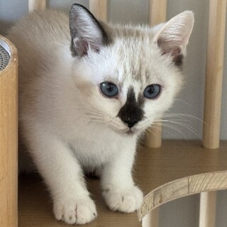 【12/27東銀座】ミルちゃん★５ヵ月半♪