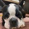 ボストンテリア　オス　7歳 サムネイル5
