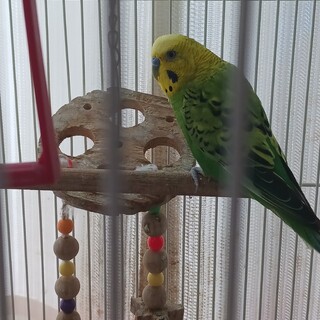 セキセイインコの里親さんを募集しています