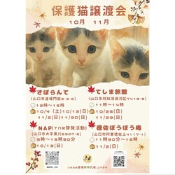 保護猫譲渡会in猫庭つむぐん