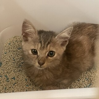 おとなしい女の子です