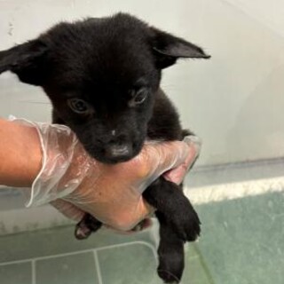 人馴れ抜群！動画見て下さい！　優先期間10/6迄