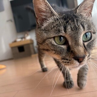 ふわふわやわらか〜(^-^)アイリッシュちゃん