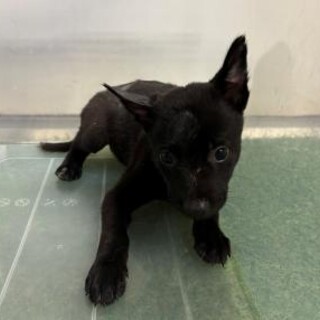 人馴れ抜群！動画有！　10月7日　朝9時　時間厳守