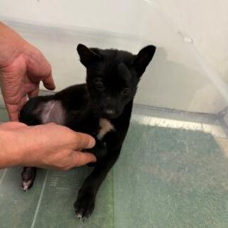 人馴れ抜群！動画有！　10月7日　朝9時　時間厳守