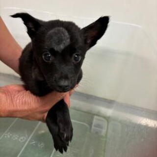 人馴れ抜群！動画有！　10月7日　朝9時　時間厳守