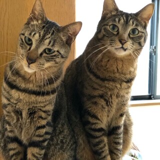 絶賛人慣れ訓練中！キジトラ兄弟