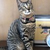 絶賛人慣れ訓練中！キジトラ兄弟 サムネイル3