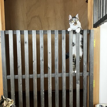 自分で入って出られなくなった。笑