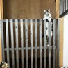 自分で入って出られなくなった。笑