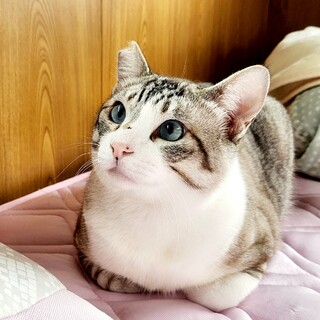 おっとり性格抜群のシャムミックス！