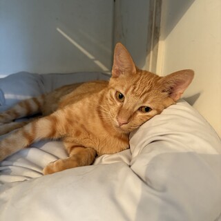 2025年4月生まれ　食いしん坊のとっとくん