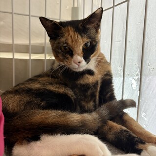 2025年4月生まれ　慎重派で賢いさーちゃん