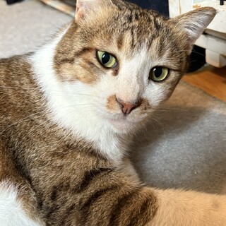 すりゴロトラジロウくん6歳