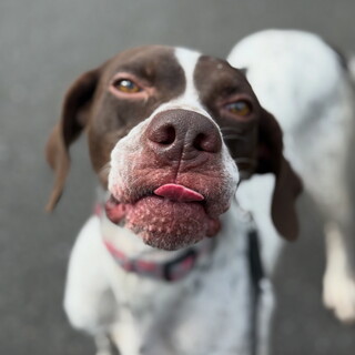 イングリッシュポインターの男の子【トーマス】