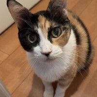 翡翠（ひすい）