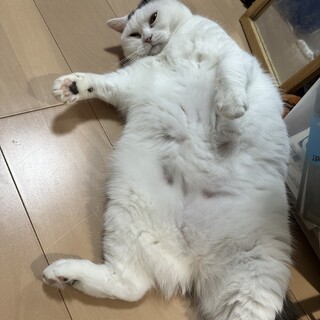 温厚なブリショー里親募集