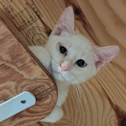 守谷譲渡会(=^ェ^=)