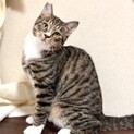 推定2025年4月下旬生れ ♂ いっすんくん♡