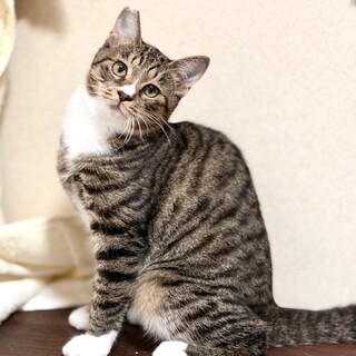 推定2025年4月下旬生れ ♂ いっすんくん♡