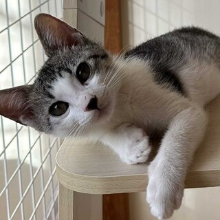 人馴れバツグン元気いっぱい　ミルキー君