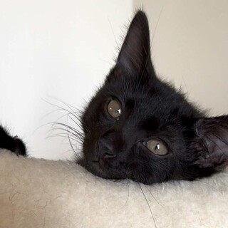 ちょっとびびりな黒猫　メルシー君