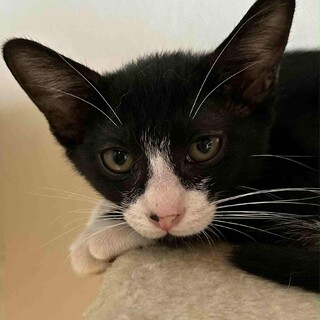 だっこ大好き甘えんぼ　ぽっちー君