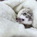 ハリネズミの里親募集！