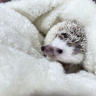 ハリネズミの里親募集！