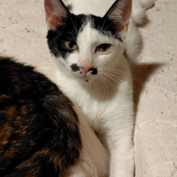 古河ねこ譲渡会